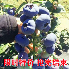 蓝莓树果苗盆栽特大南方北方种植奥尼尔蓝莓果苗蓝莓树苗带土苗木