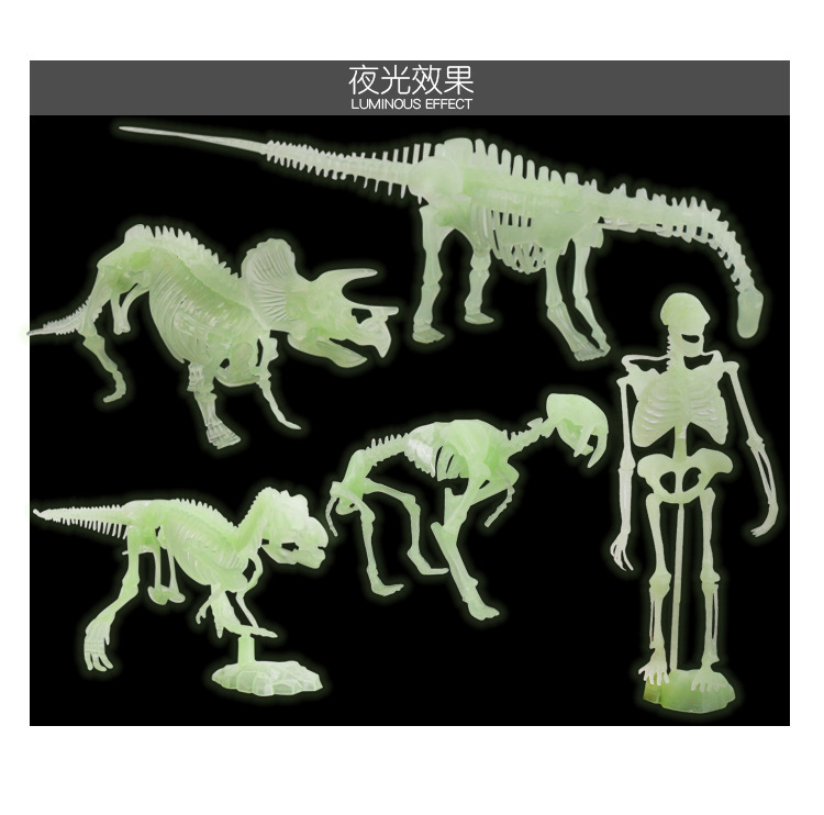 ZQ18-28夜光恐龙骨架_09.jpg
