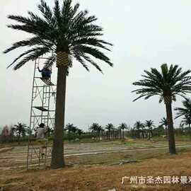 仿真海藻树大型假海枣树酒店售楼部摆放装饰假树仿真加拿利海枣树