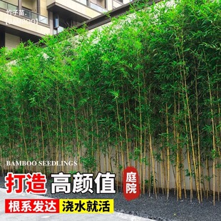 ������ͥԺ�ļ��ͺ�ֲ���^�p�b������������������S�����_�h��