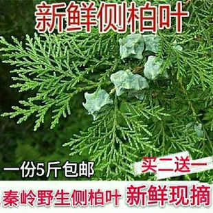 秦岭新鲜侧柏叶 中药材扁柏叶包邮-阿里巴巴