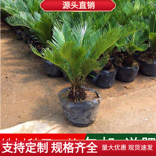 �²��辰�N���F��N�ӄe���K�F�Pβ���ܻ��Pβ���ļ��ɲ�