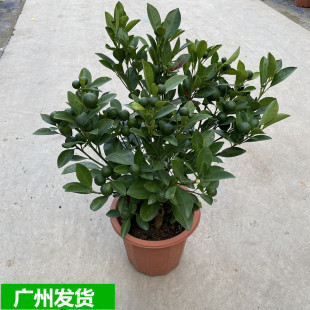 Four Seasons Kumquat Potted Indoor Balcony Easy to Grow Plants Green Plants Outdoor Orange Tree Kumquat Flower Bonsai Courtyard