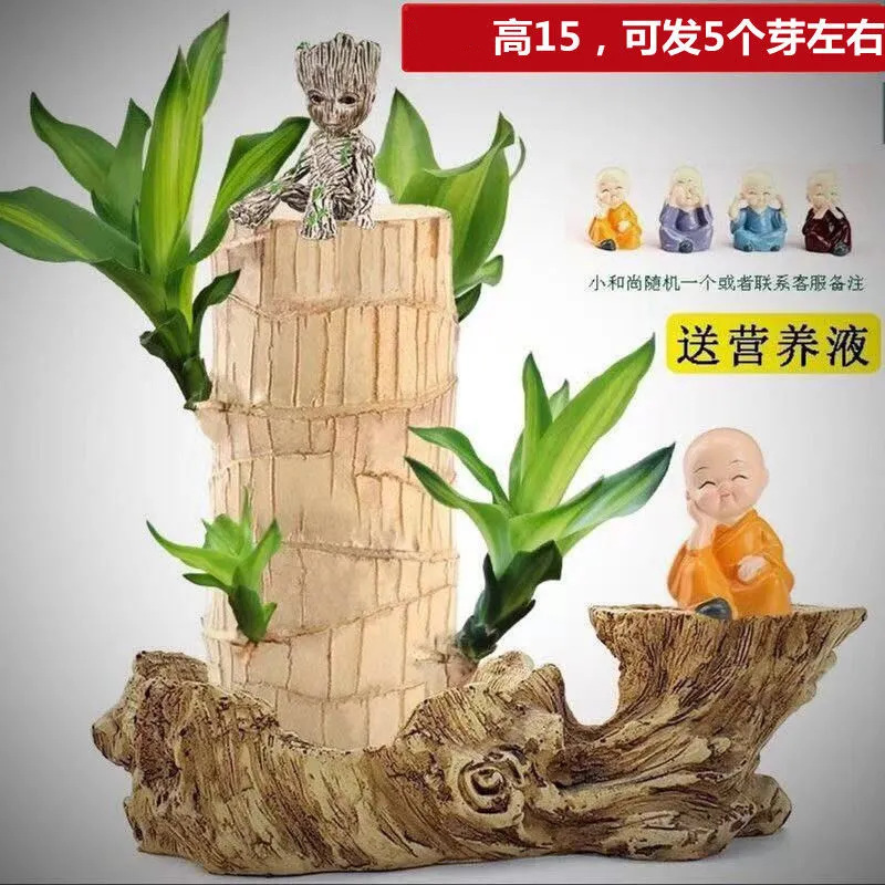 Brazilian Wood Hydroponic Lucky Wood Groot Green Plant Potted Small Tree with Buds Indoor Hydroponic Plant That Is Easy to Grow in All Seasons Brazilian Wood Hydroponic Lucky Wood Groot Green Plant Potted Small Tree with Buds Indoor Hydroponic Plant That Is Easy to Grow in All Seasons