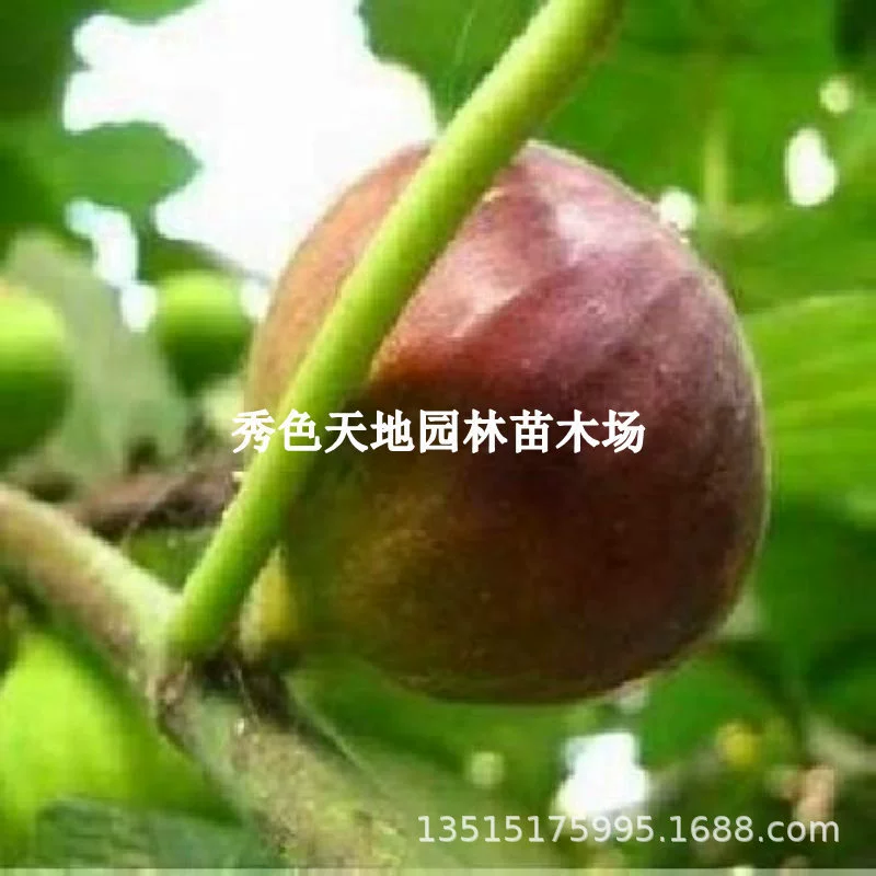 Саженцы инжира Shengguo № 1 посажены в горшках и в любое время года. Саженцы инжира № 1 посажены во дворе севернее и южнее.