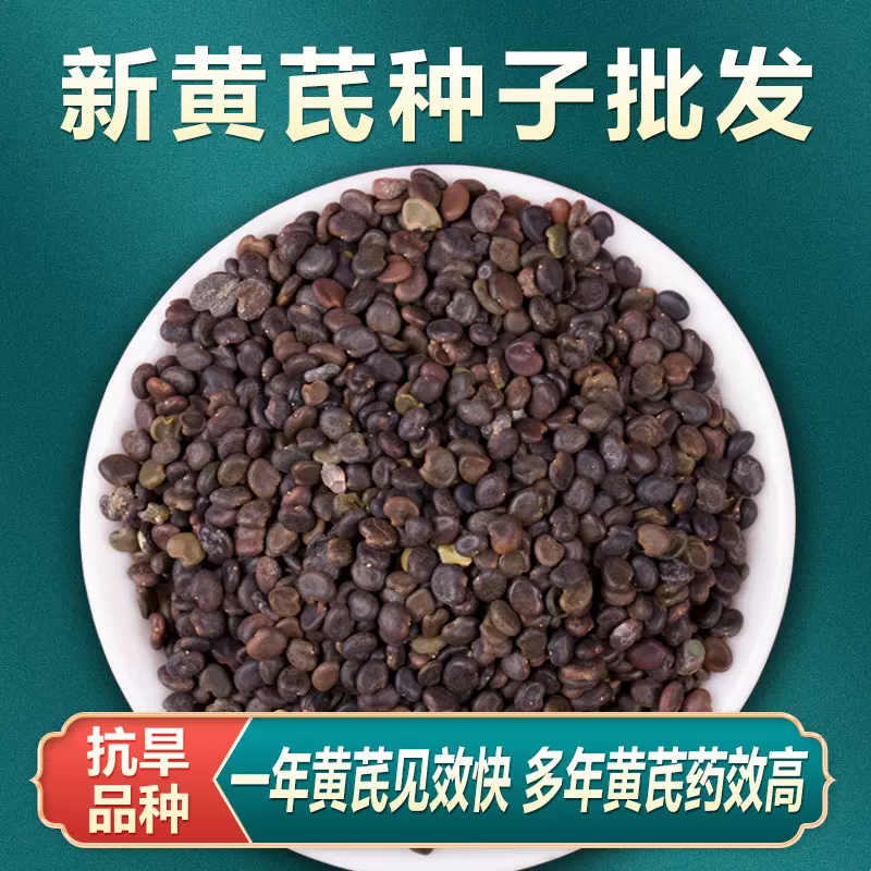 新黄芪种子特级中药材黄芪种籽春四季种植黄芪苗阳台盆栽蔬菜种孑