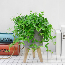 四季常绿钻石翡翠吊兰植物盆栽水培绿植垂吊花卉观花室内好养活