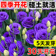 Mذ۹Nѻɫ׻ܷNļN_҃⻨