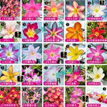 �������L���m��ɫ�N�����Զ�����ͥԺ�̨����ֲ����