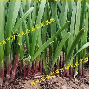 lFھ²˸ϸ猒~t̨҃Nļֲﻨܲ