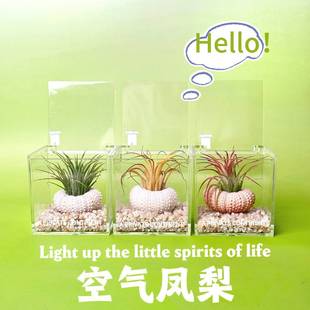 Air Pineapple and Sea Urchin Shell Package for Lazy People, Soilless Plants, Indoor Desktop Office, New Creative Mini Green Plants