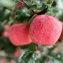 洛川蘋果水果整箱陝西高原紅富士新鮮2021黃土高原當季脆甜冰糖心