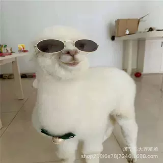出租供应回收羊驼神兽羊驼活体常见的宠物羊驼市场价大约多少钱