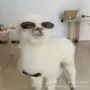 活体多少宠物羊驼