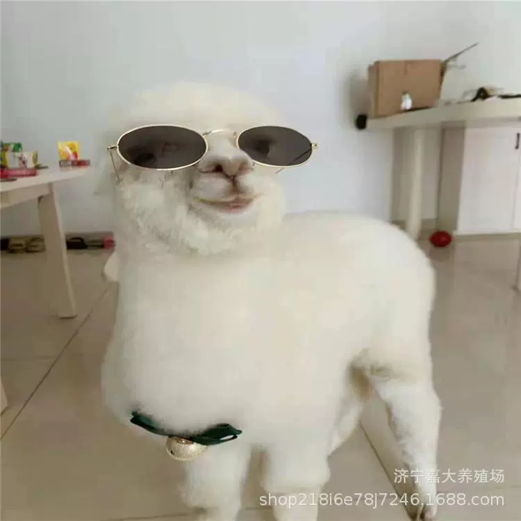 Сколько стоит арендовать, содержать или перерабатывать живых альпака, особенно тех, которые часто используются в качестве домашних животных?