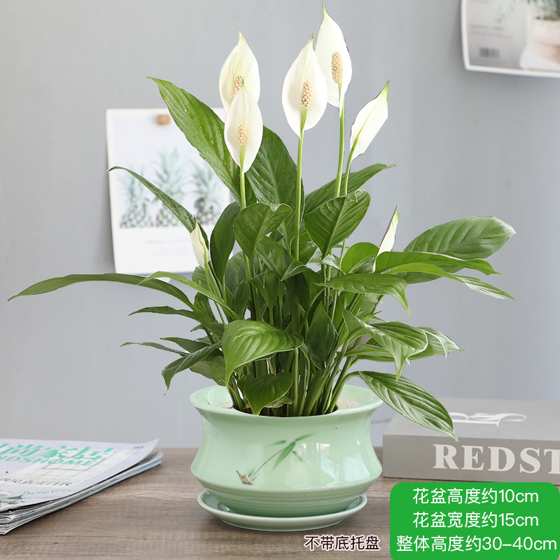 특급 부드러운 항해 화이트 팜 + 메이칭 617 도자기