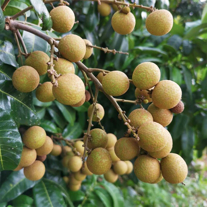 longan fresh Longan Season Tropical fruit pregnant woman fruit Full container wholesale Cross border