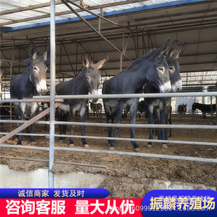 ����ë�H�������H�̸����H�x���N�����H�����s�����H��