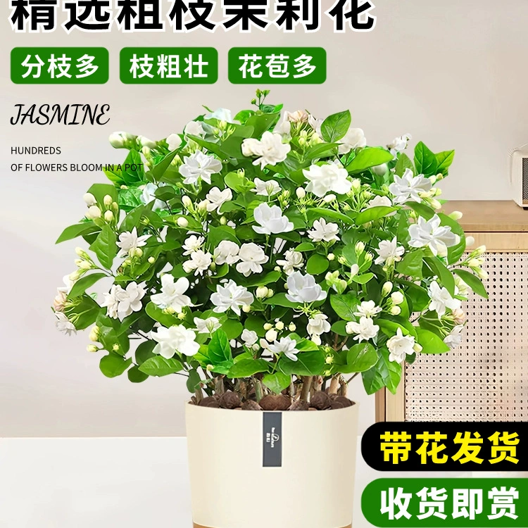Саженцы жасмина в горшках с бутонами, девятимильный ароматный старый сучок, средство от комаров, зеленые растения гидропонной гардении, комнатные цветы в любое время года.