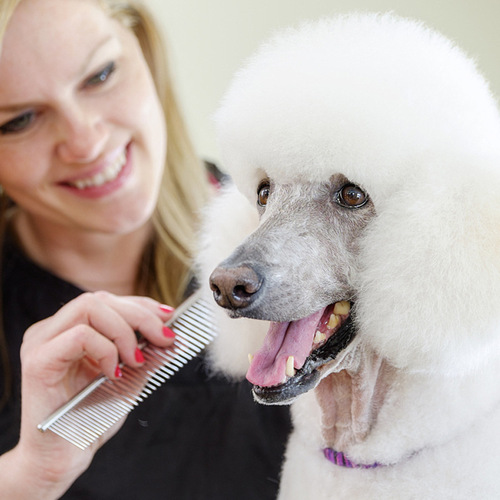 Dog comb comb long-haired dog pet stainless steel comb dog hair grooming comb pet supplies