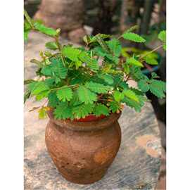 含羞草种子害羞草花种籽子四季播种开花盆栽阳台薄荷种籽四季易种