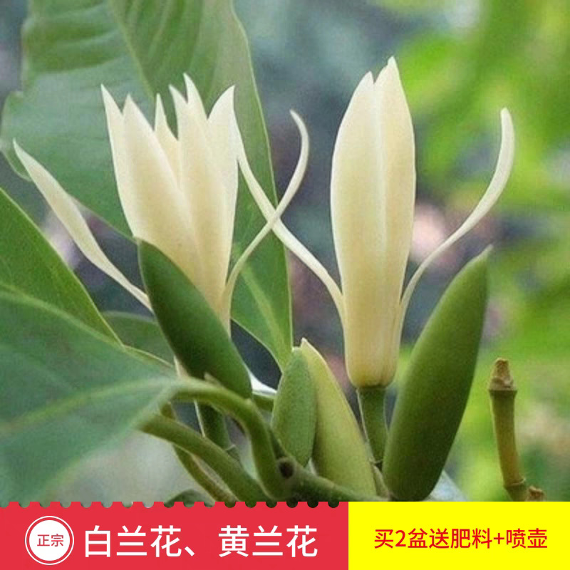 白兰花盆栽浓香室内绿植阳台嫁接办公室四季常青白玉兰花树苗盆栽