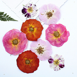 Сушеный цветок настоящий букет цветы большая роза с тиснением сушеный цветок материал «сделай сам» упаковка образец растения настоящий цветок с тиснением в виде листа