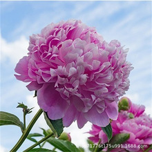 批发四季富贵牡丹苗观赏花卉秋牡丹苗盆栽室内室外绿植品种齐全