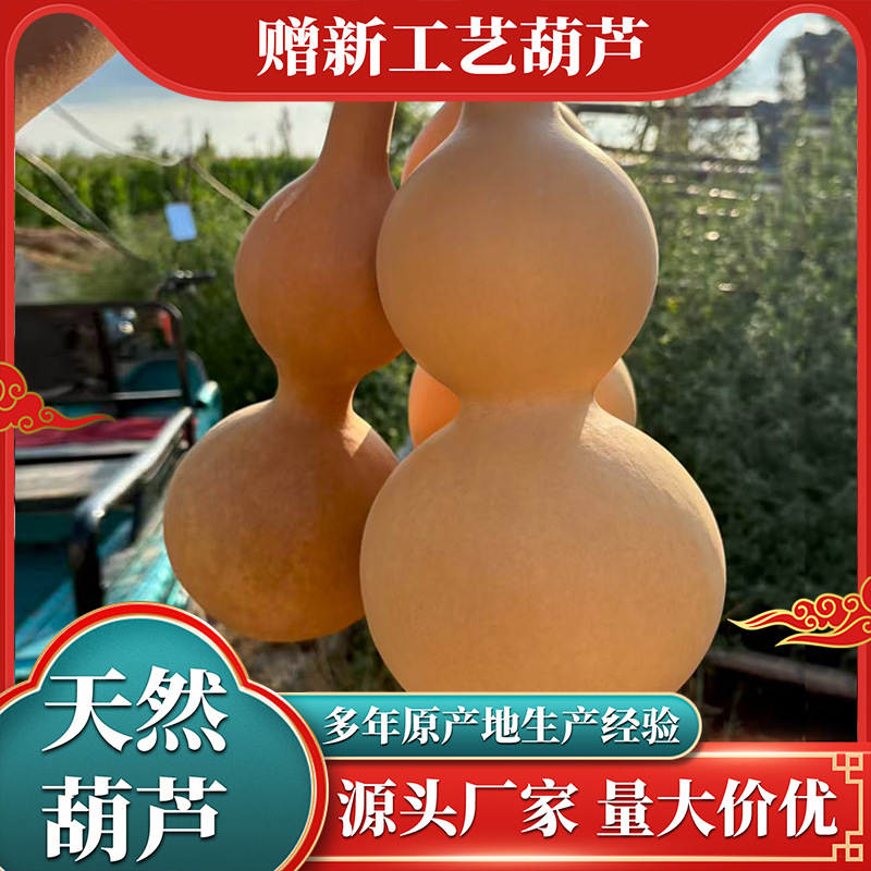 厂家批发天然葫芦 大中葫芦工艺品摆件大亚腰葫芦种植素葫芦