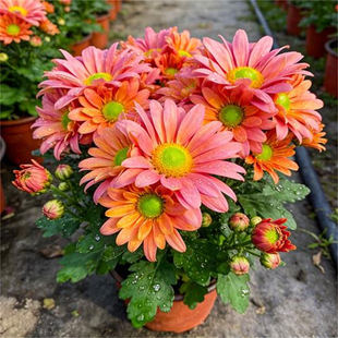 �ذ���m�Վ����������ļ��_���ջ�С�r�պ��B�׻��҃��⻨�ܾGֲ