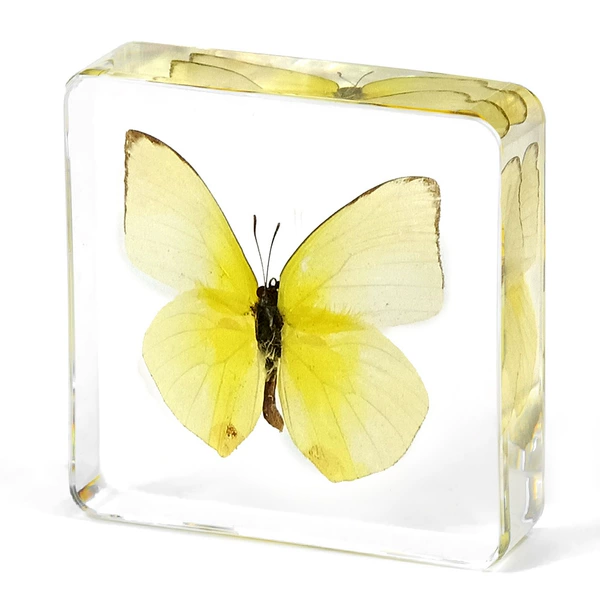 7.5 Green migrating white butterflies in Fangshu Town