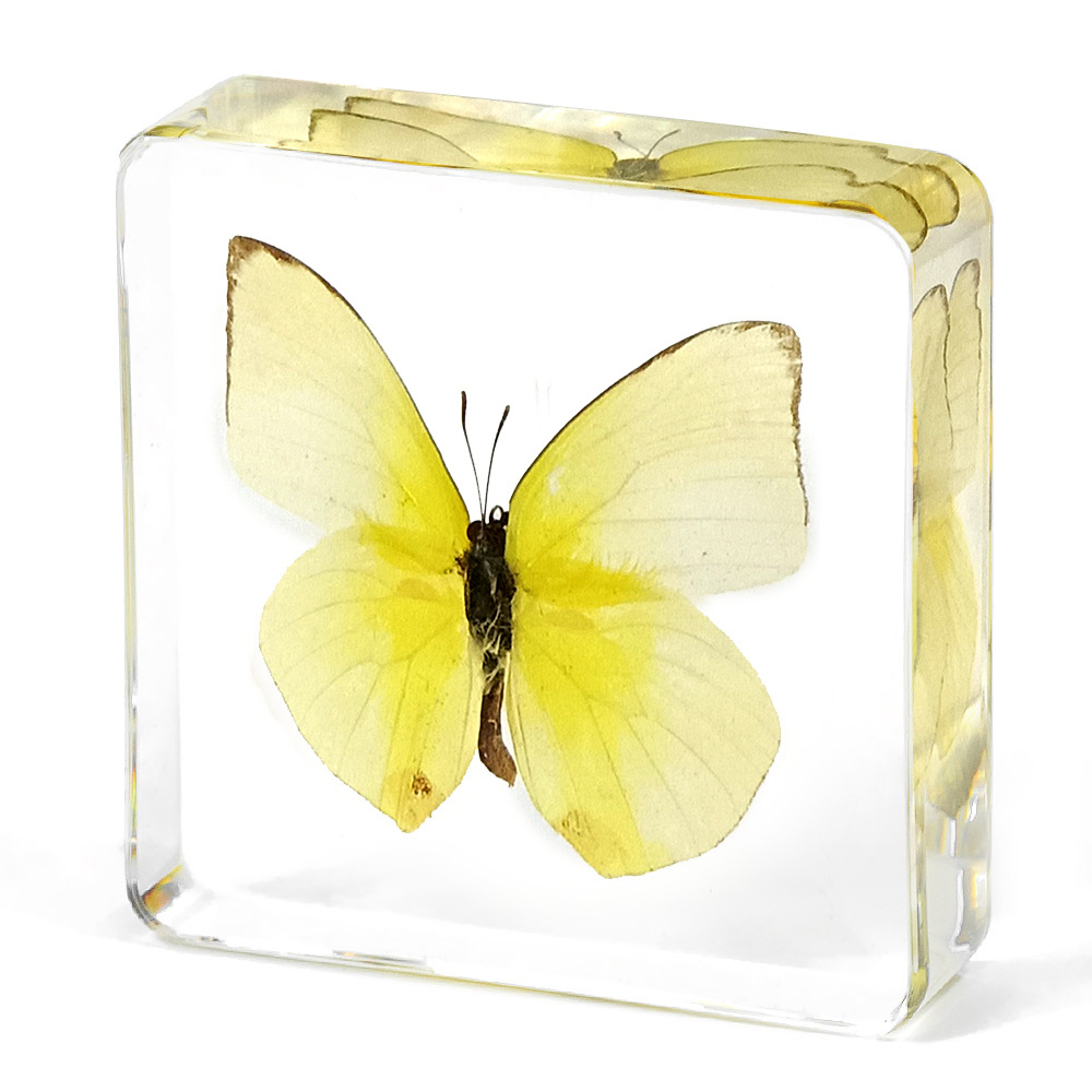 7.5CM 녹색 흰나비