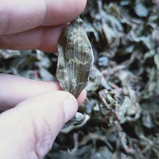 ���~�m �y��ɏ1ǧ�� ��ș�� С�~�� �y���B