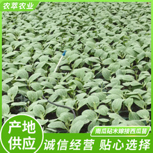 南瓜砧木嫁接西瓜苗 早熟品种园林水果植物苗 阳台种植育苗盆栽