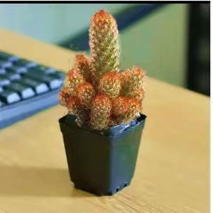 Plantas suculentas cactus plantas en maceta cactus de oficina planta en maceta cactus plantas en maceta flores en maceta