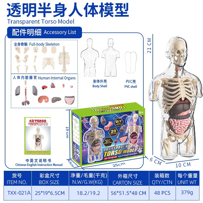 人体シリーズ【透明半身人体臓器】TXX-021A