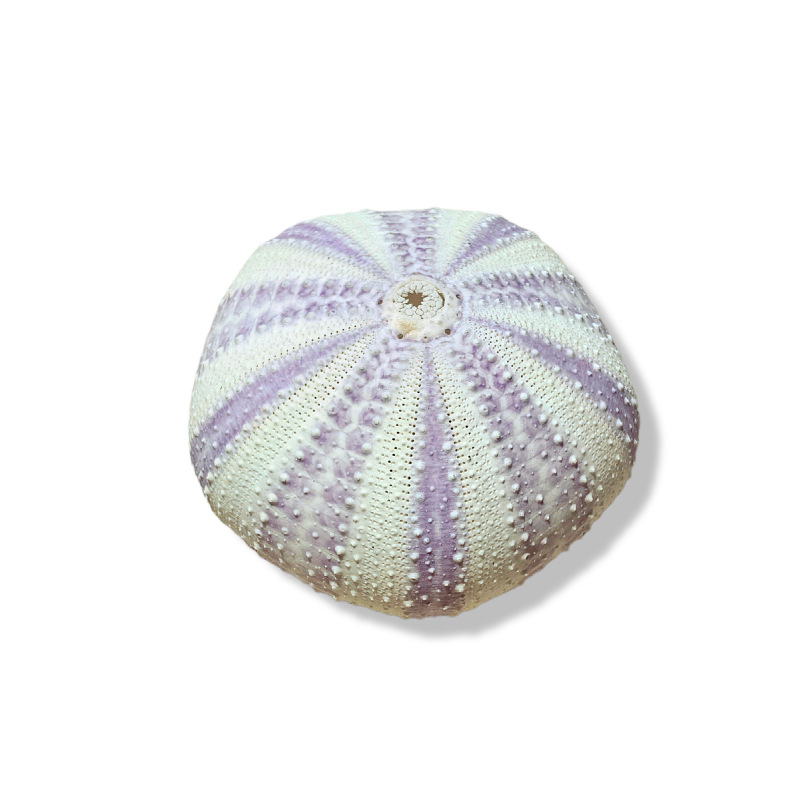 Sea urchin shell specimens