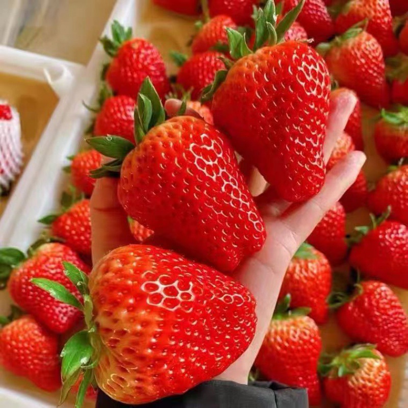 Dandong strawberry fresh Roots cream pregnant woman fruit Season wholesale Open air One piece wholesale