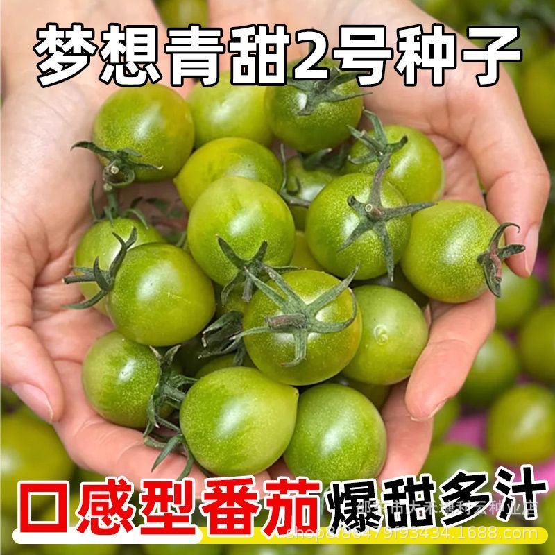 Qingtian No. 2 cırtdan pomidor toxumu, kiçik şirin pomidor