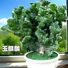 �����������լ����ֲ���������ָɽ�f��ɽ������ֲ�ﻨ��