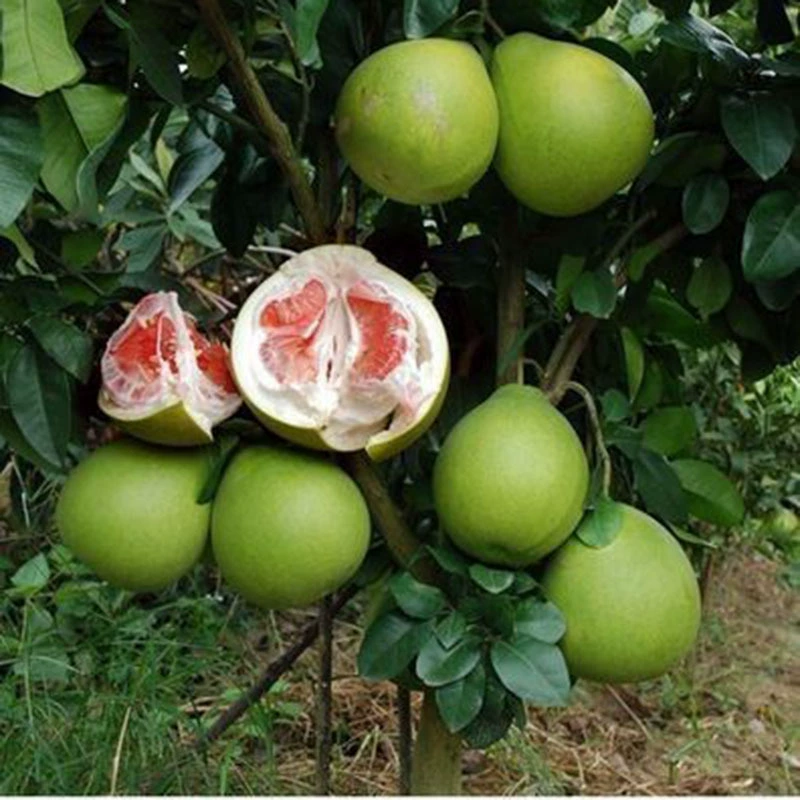 Рассада помело привитые фруктовые деревья Рассада Rongxian Шатянь Помело Pinghe Гуанси Красное мясо Мед Помело Санхун Мед Помело Рассада Посадка в Южной