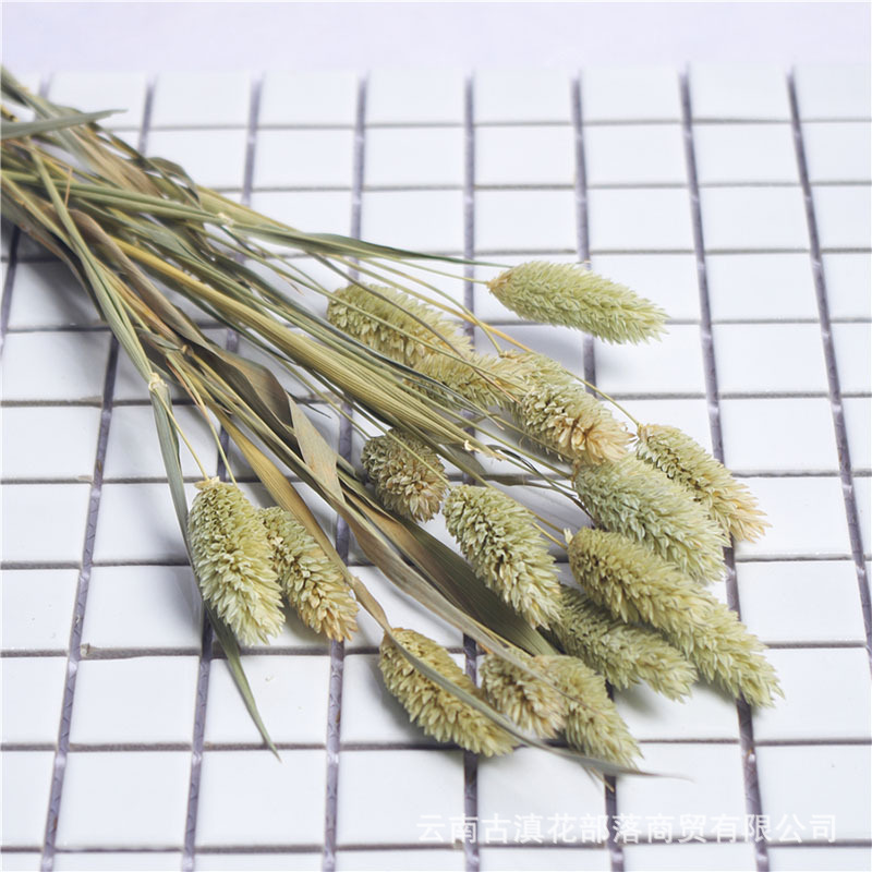 보석 초원 색상 50