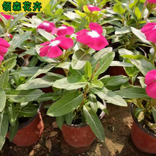 ������ �����_ �������l �L������ С������ ���؃r��