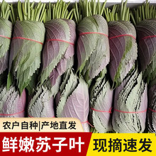 正宗新鲜苏子叶包邮新鲜食用包饭叶韩国烤肉叶青菜新鲜蔬菜包邮