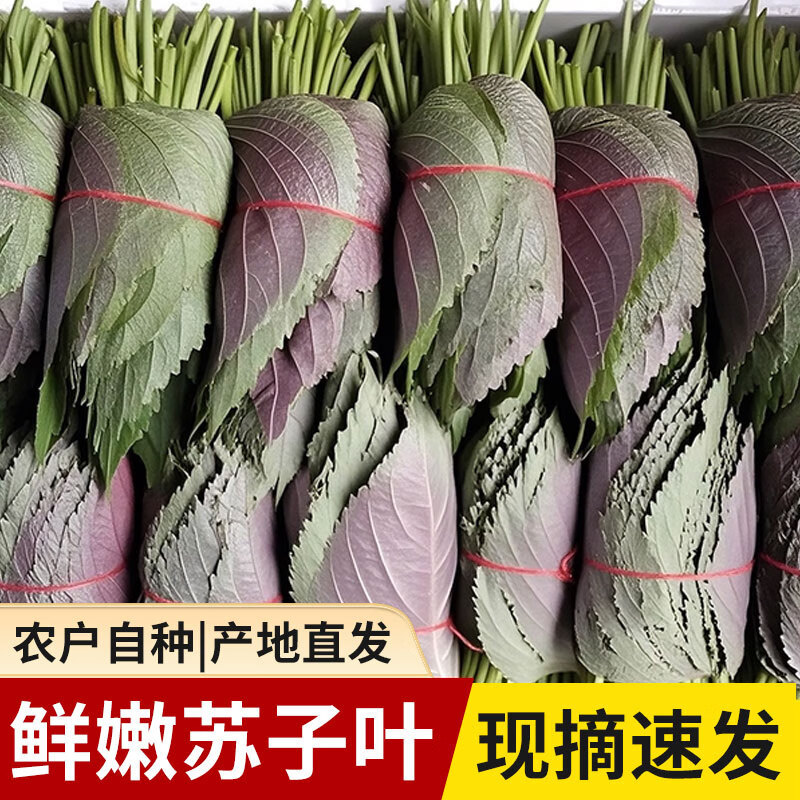 正宗新鲜苏子叶包邮新鲜食用包饭叶韩国烤肉叶青菜新鲜蔬菜包邮