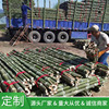 Place of Origin supply Agriculture Scaffolding Yam plant Bamboo Bamboo Bamboo Bamboo poles Bamboo