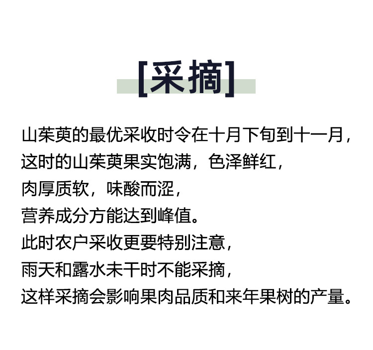 Shan Zhu Yu (Cornus officinalis) — Wild-Grown Pitted Dogwood Fruit, Sulfur-Free Dried Herb key features