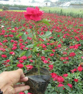 �¼� ʒɽ���u �tñ���¼� Ʒ�N�¼� �Nޱ�¼� ���¼� ����ֱ�N