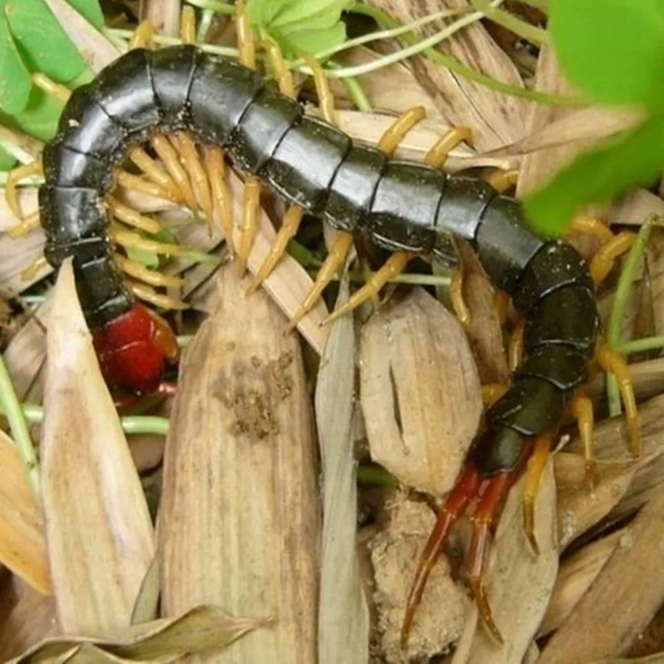 Живой Скорпион Туюань Эвфелия Сороконожка Пиявка Свежая пчела Вино Пузырь Насекомое Туюань Шершень