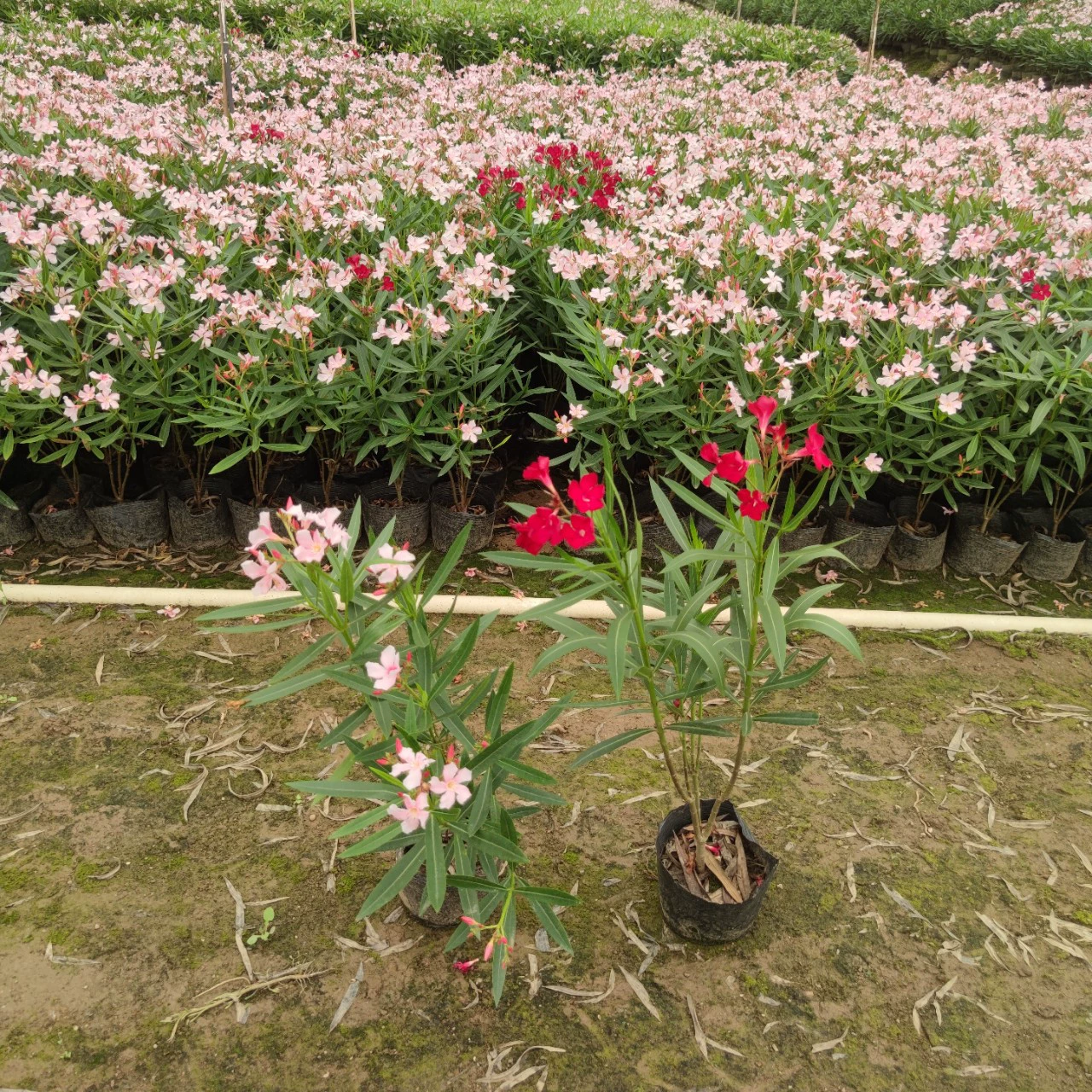 2304 Цветочный сад поставляет розовый олеандр 40-60 см высокий стакан саженцы зеленый кустарник дорожный сад